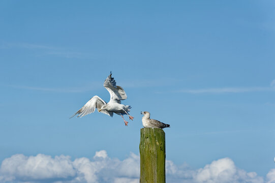 M&ouml;ve, M&ouml;ven am Jachthafen Langballig, Ostsee