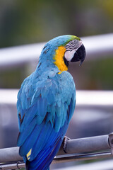 Close up photo of macaw parrots