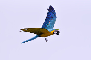 Macaw parrots during a flight