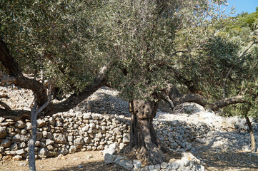 Garden with perennial and centennial olive trees.