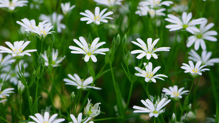 Stellaria holostea. delicate forest flowers of the chickweed, Stellaria holostea or Echte Sternmiere. floral background. white flowers on a natural green background. close-up