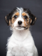 muzzle jack russell puppy on a gray background