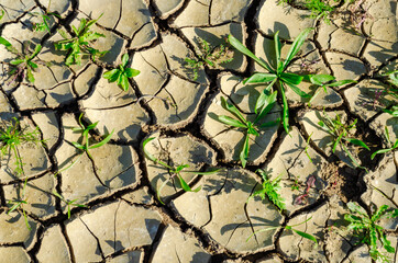Green plants growing from cracked earth