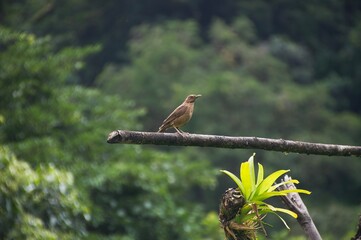 Costa Rica national Bird
