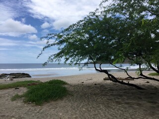 tree on the beach Nicaragua 