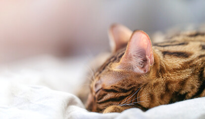 Close-up cute bengal cat sleeping away to copy space - obrazy, fototapety, plakaty