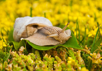 Closeup shot of a snail