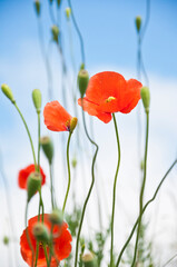 Fototapeta premium poppy flowers