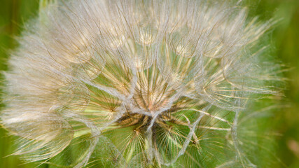 Fototapeta premium tender dandelion in a field in green grass - Tragopogon pratensis. Dandelion seed head in meadow, close-up nature. Macro shot of seed head, delicate and beautiful Tragopogon. bokeh