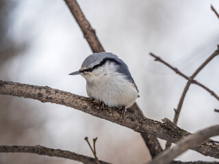 Eurasian nuthatch or wood nuthatch, lat. Sitta europaea, sitting on a tree branch with a blurred background.