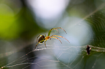spider and its prey