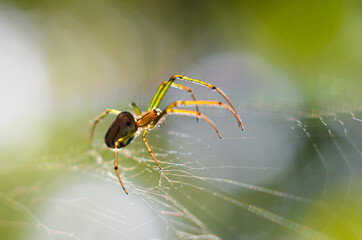 spider and its web  - close up