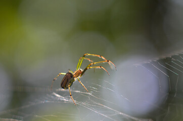 spider and its web  - close up