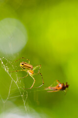 spider and its prey
