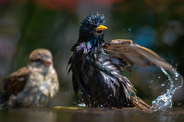 Starling having a bath in a public pool in a hot summer day	