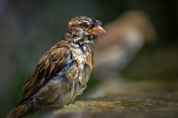 Sparrow having a bath in a public pool in a hot summer day	