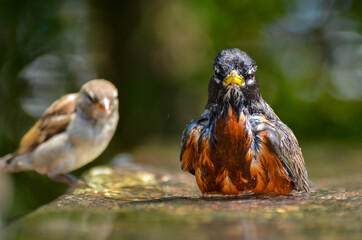Robin having a bath in a public pool in a hot summer day	