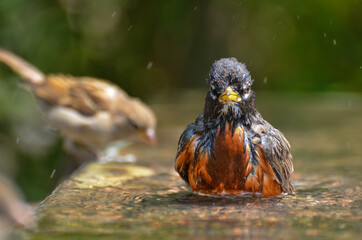 Robin having a bath in a public pool in a hot summer day	