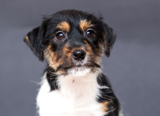 jack russell puppy portrait