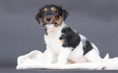 jack russell puppy sitting on a gray background