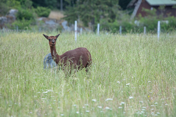 Llamas graze on a green meadow on a summer day