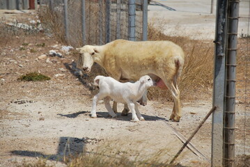 The sheep and his little lamb