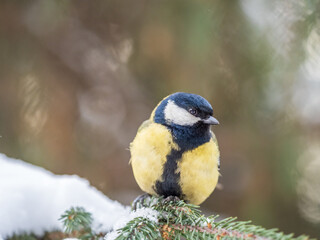 Cute bird Great tit, songbird sitting on the fir branch with snow in winter