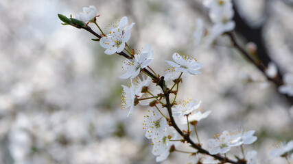 Prunus avium. oriental cherry. white spring flowers on the tree, in the garden. cherry blossoms. delicate flowers on a branch. natural background. idea of the spring awakening. close-up. focus