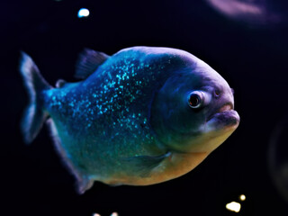 predatory piranha fish close-up on a dark background
