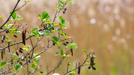 branches with young green leaves for the background. The first spring tender leaves, buds and branches. nature comes alive after winter. young leaves on the bushes. small green leaves bloom.