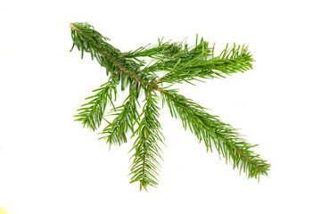 Caucasian fir twigs on a white isolated background