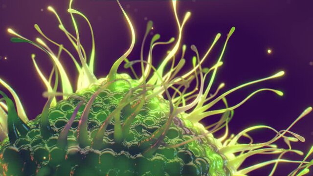 Mimiviruses are part of the Mimiviridae family and among the largest viruses. Giant viruses can be larger than bacteria.