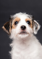 cute jack russell puppy portrait on gray background