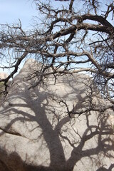 Desert landscape Joshua tree