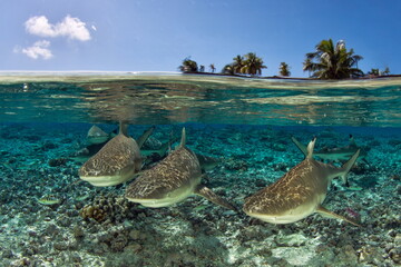 Blacktip Reef Shark in Tetamanu Village Fakarava © Tomas