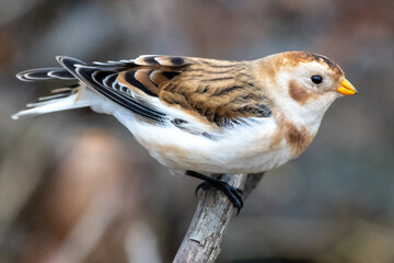 Snow Bunting (Plectrophenax nivalis).