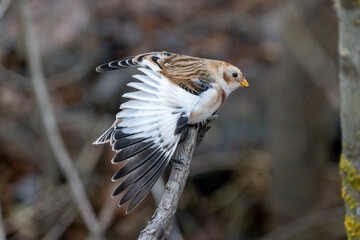 Snow Bunting (Plectrophenax nivalis).