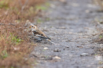 Snow Bunting (Plectrophenax nivalis).