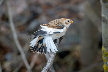 Snow Bunting (Plectrophenax nivalis).
