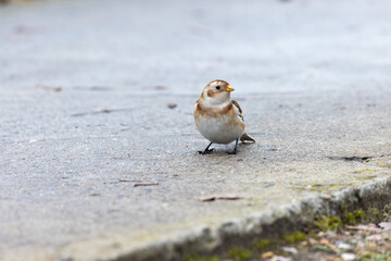 Snow Bunting (Plectrophenax nivalis).