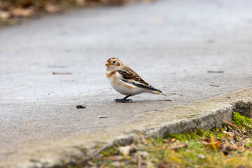 Snow Bunting (Plectrophenax nivalis).