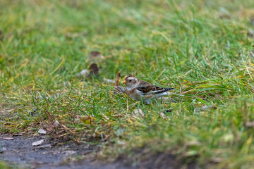 Snow Bunting (Plectrophenax nivalis).