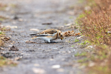 Snow Bunting (Plectrophenax nivalis).