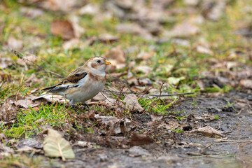 Snow Bunting (Plectrophenax nivalis).