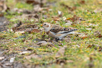 Snow Bunting (Plectrophenax nivalis).