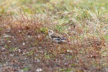 Snow Bunting (Plectrophenax nivalis).