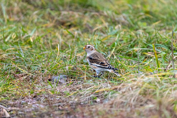 Snow Bunting (Plectrophenax nivalis).