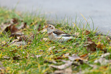Snow Bunting (Plectrophenax nivalis).
