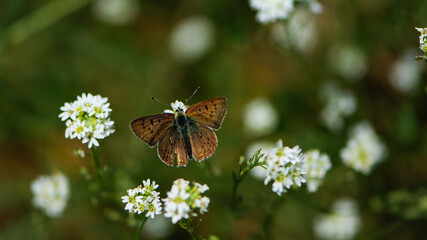 the butterfly sits on small white wildflowers. orange butterfly with open wings on white meadow flowers. macro photo of nature, bokeh, close-up, view from above, natural background