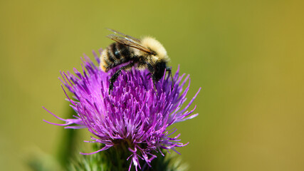 bumblebee collecting nectar on pink meadow prickly flower. insects on the Carduus flower. macro nature. bumblebee on field weeds. natural background, close-up
